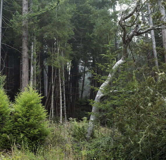 a clearing in the Redwood Forests