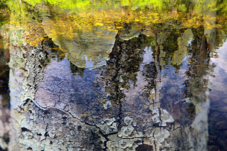 Birch Trees in Aspen Colorado River Water by Lincoln Schatz