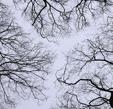 tree branches stretch across the sky, in black silhouette