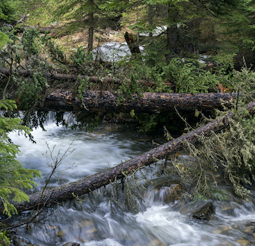 a river rushes under and around fallen trees in this photo from the Beehive Basin