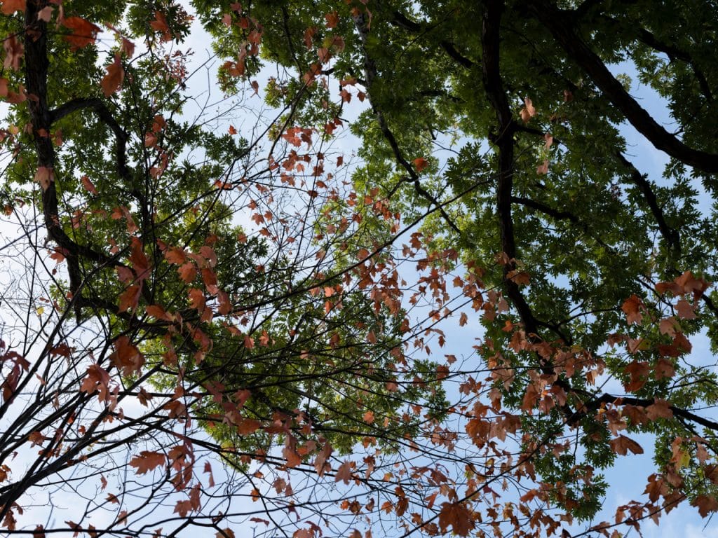 Golden Hour in the Woods and the tree canopy overhead is lit gently in this light.
