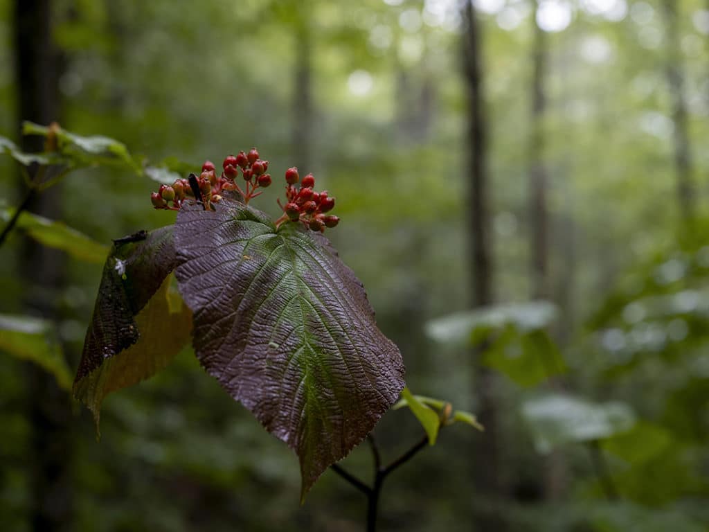 Late summer in Vermont and with it days of fog and drenching rain in a new edition of photographs by Lincoln Schatz. Schatz has spent time repeatedly in the mountains and valleys of northern Vermont.