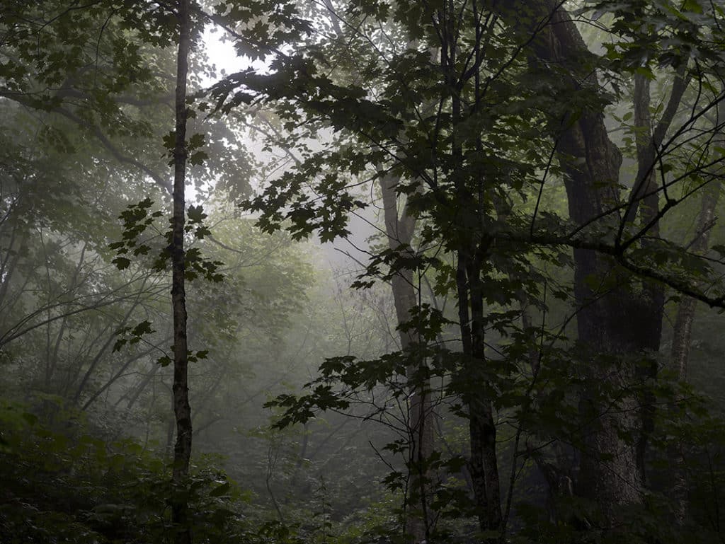 Green Mountains Photographs featuring a lush mountain landscape in Vermont, heavy fog covers the forest in this photo by Lincoln Schatz