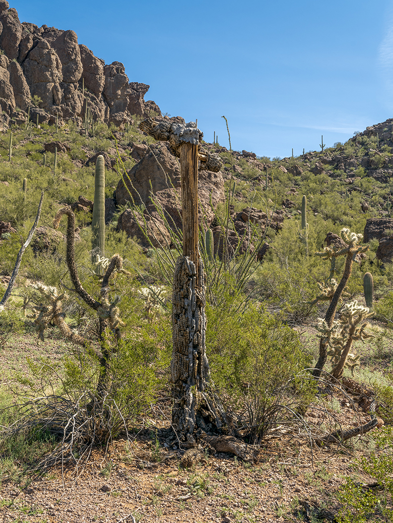 This section of the Saguaro National Park desert wilderness has no overt visual trace of people or their intervention today. However, we know that the rock outcroppings and distant mountains I have been hiking through have been navigational waypoints over the last several thousand years.