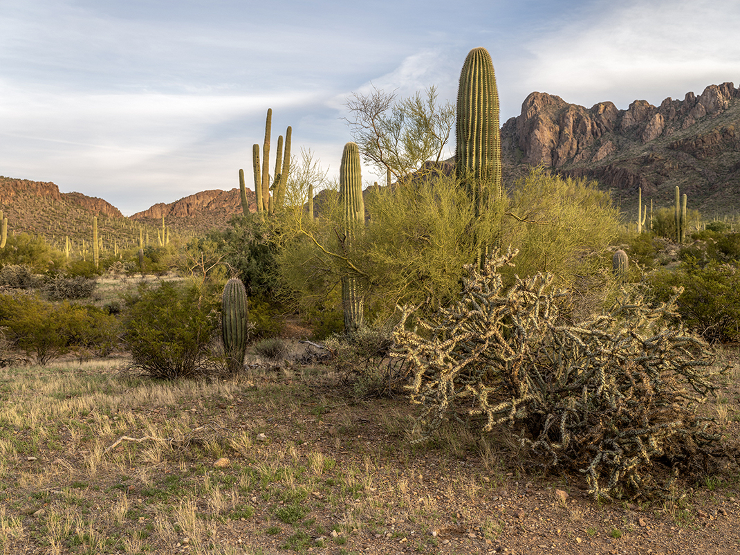 The desert demands patience, and the Saguaro cactus shown in this photograph from Lincoln Schatz exemplify this. It can take a decade for the saguaro to grow an inch. Their interiors possess reservoirs of water in order to help keep them alive during periods of drought and winter dormancy. The spines and thick skins protect them from animals. The entire cactus is a study in adaptation and survival.
