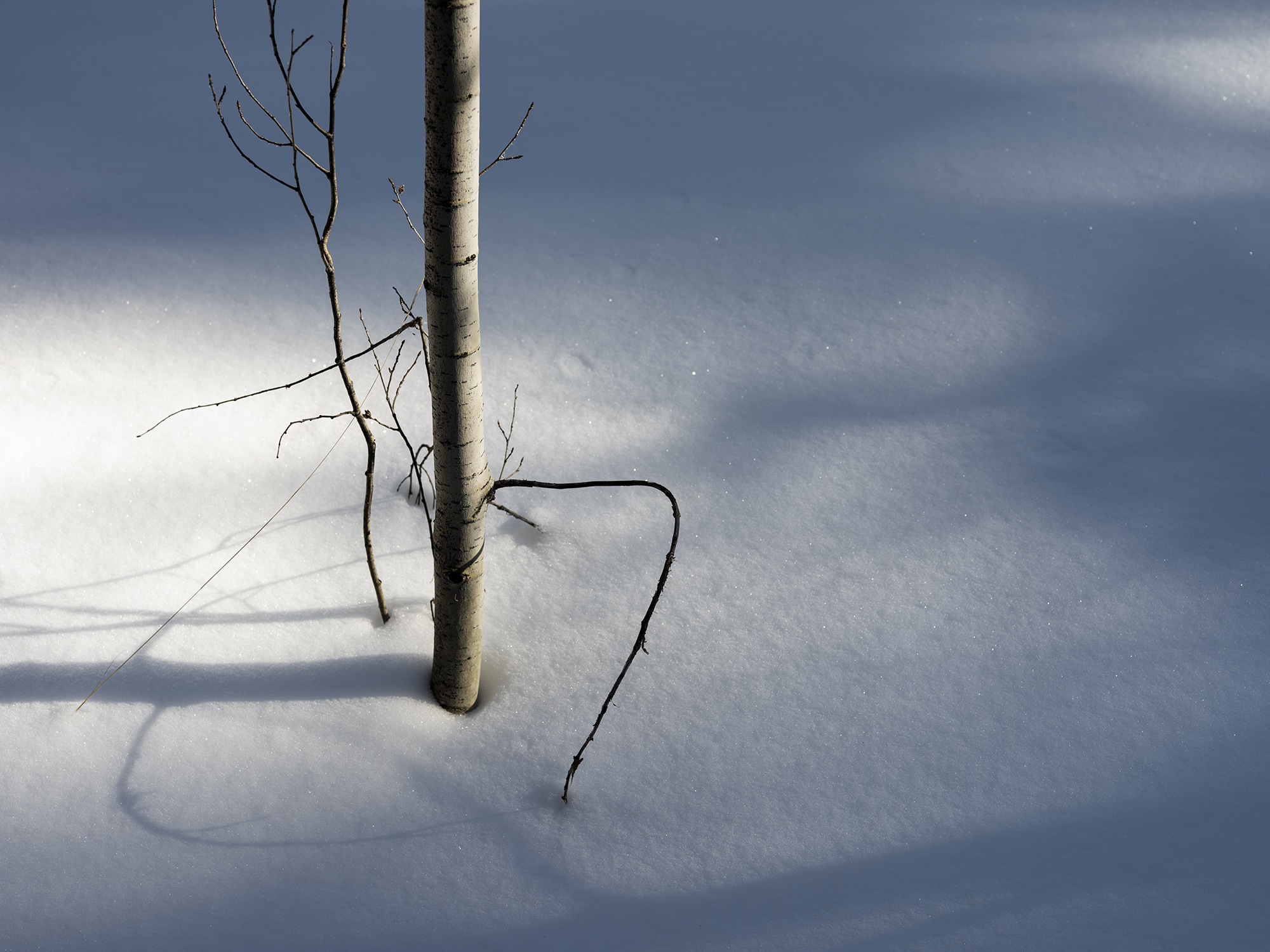 Shadows from the trunks and branches of young Aspen trees are gently traced onto freshly fallen powder in the mountains of Colorado. This limited edition photograph is Alpine Solstice (1).