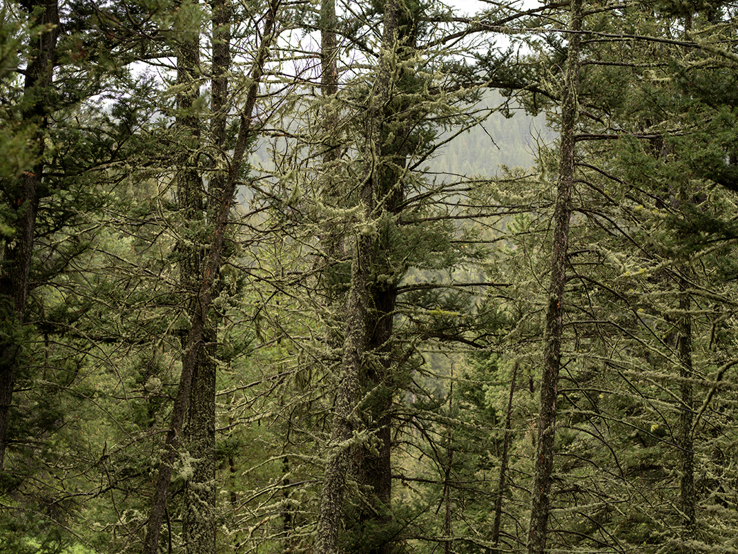 The moss grows thickly on the trunks and branches of the coniferous trees clinging to steep terrain of Ousel Falls, Montana. Rich black soil allows these trees enough nutrients to sink their roots into, although layers of rock sit just beneath the surface, making their connection to earth precarious.