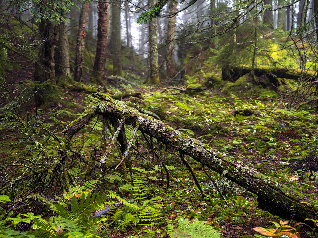 A tree has fallen in the forests of Vermont. It is held in place for now just above the forest floor by branches that refused to break. Moss and lichen cover most of the tree now. And slowly over time the remaining branches that support the weight of the trunk will decompose. And eventually the trunk will come to rest among the ferns where the tree will provide nutrients to the forest that surrounds it.