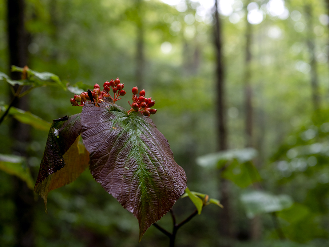 Viburnum leaves shift from green to burgundy as the growing season draws to a close. The brilliant red seeds of this native plant are nearly ripe. This is Vermont (12), a photograph from my Vermont edition that explores the mountainous Northeastern landscapes of the United States.