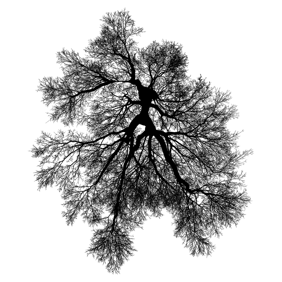 This is Lincoln Schatz's Heat of Its Being and Its Will to Be (1), a limited edition print of a tree canopy created by hand in studio. In this edition, the skyward views of tree canopies create a web of interlinking trunks and branches. Creating an intricate and imagined tree from dozens of individual photographs that allow for an impossible view of a tree to emerge.