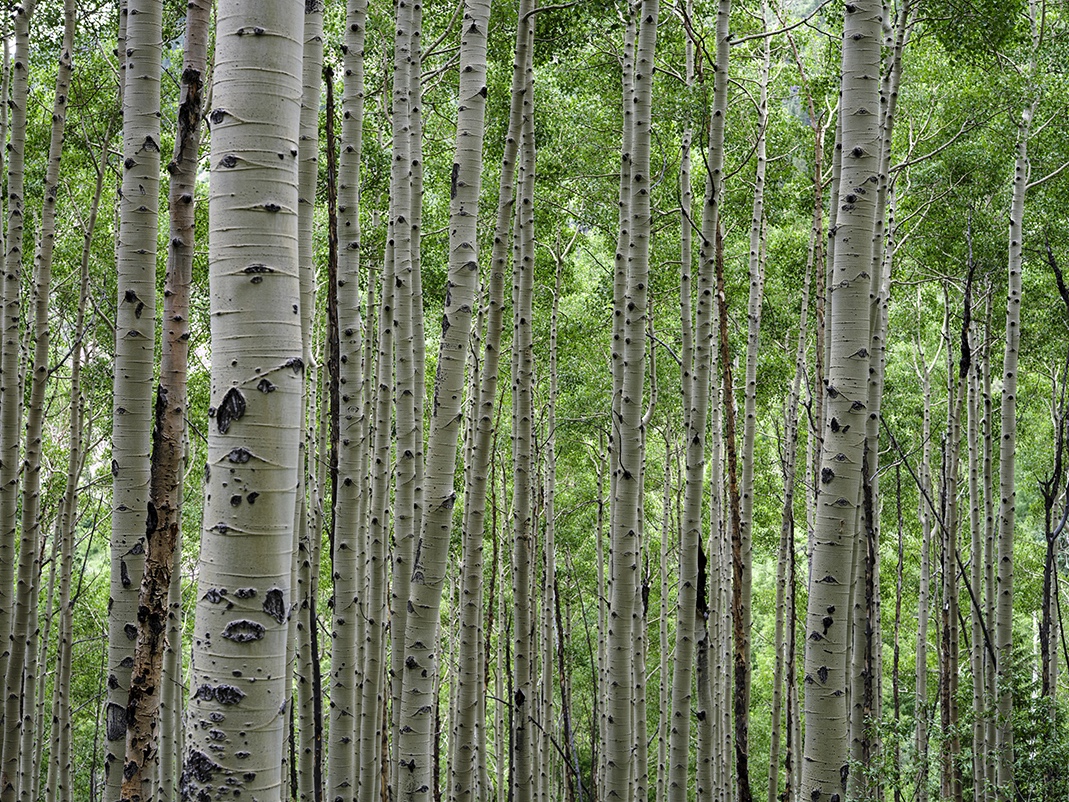 Aspen trees in the White River National Forest quiver in a light breeze. The White River National Forest is an interdependent, highly complex ecosystem that is always changing. Subtle transformations are occurring in real time as I hike on the trails.