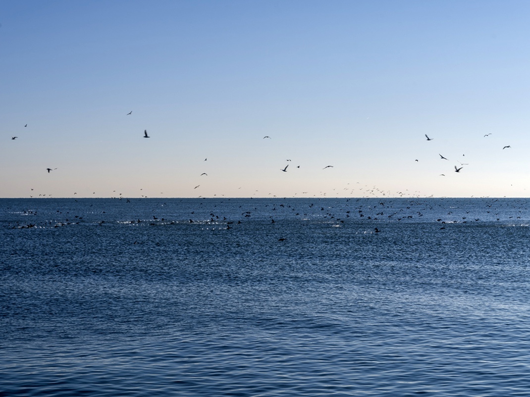 Here in this photograph from the Lake Series, birds circle, dive, splash and erupt from the waters of Lake Michigan late in fall last year. Repeating over and over again as they work to find food in advance of the cold lean winter months. 