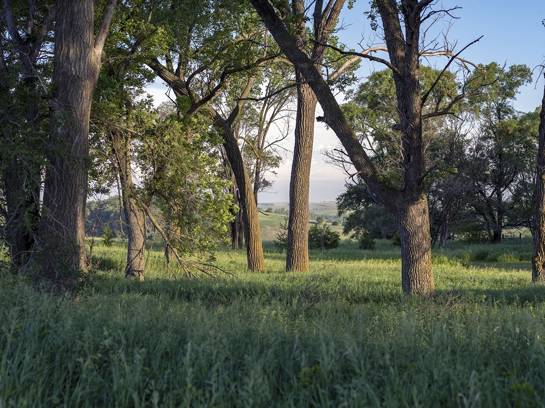 Fields lush with summer growth roll away from a small stand of trees where I stopped to wait for the last light of day to come. This limited edition photograph is America: Fields and Forests - Ponca, Nebraska (5).