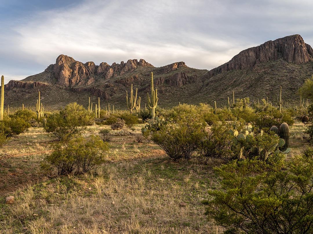 Watching as the light shifted around the barrels of the Saguaro cacti as the sun moved through the sky. I waited until the brilliant and bright afternoon light mellowed into the golden tones of early evening before taking this photograph.