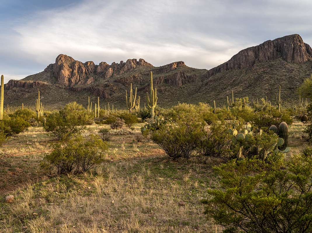 Dusk arrives at Saguaro National Park, Arizona and the sun is striking the sides of the cactus with a golden light that is entrancing. This photograph is, Saguaro National Park, Arizona (2).