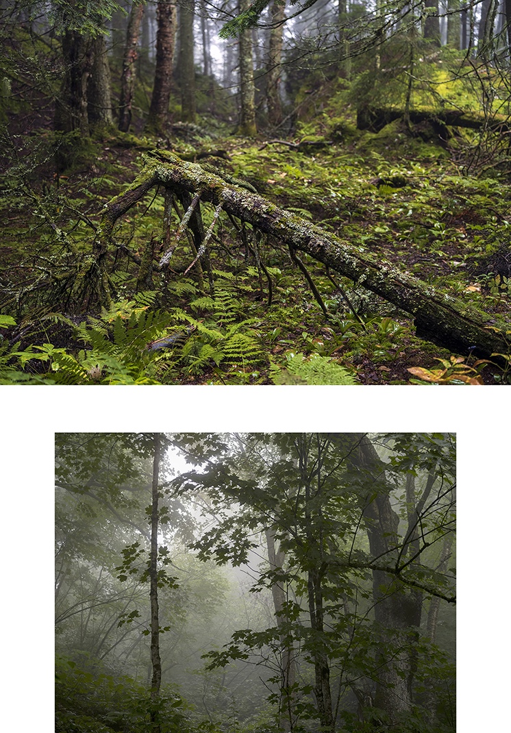 Fog lays heavily in the forest early in the morning in this pair of photographs from the Vermont edition of fine art photographs from Lincoln Schatz. This edition explores the rugged, mountainous terrain of northern Vermont. These forest photos are lush and green in late summer.
