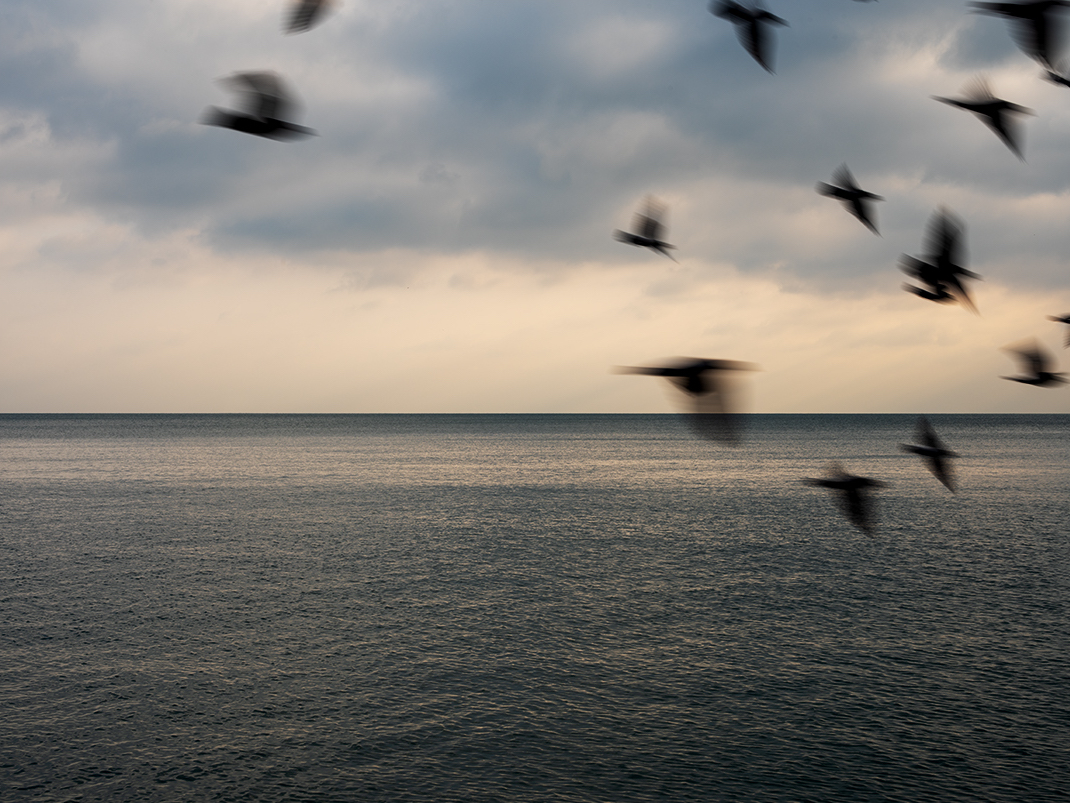 Birds fly in a flock on Lake Michigan, careening and wheeling in the air as I photograph for the Lake Series. Their wings creating a momentary flurry of action.