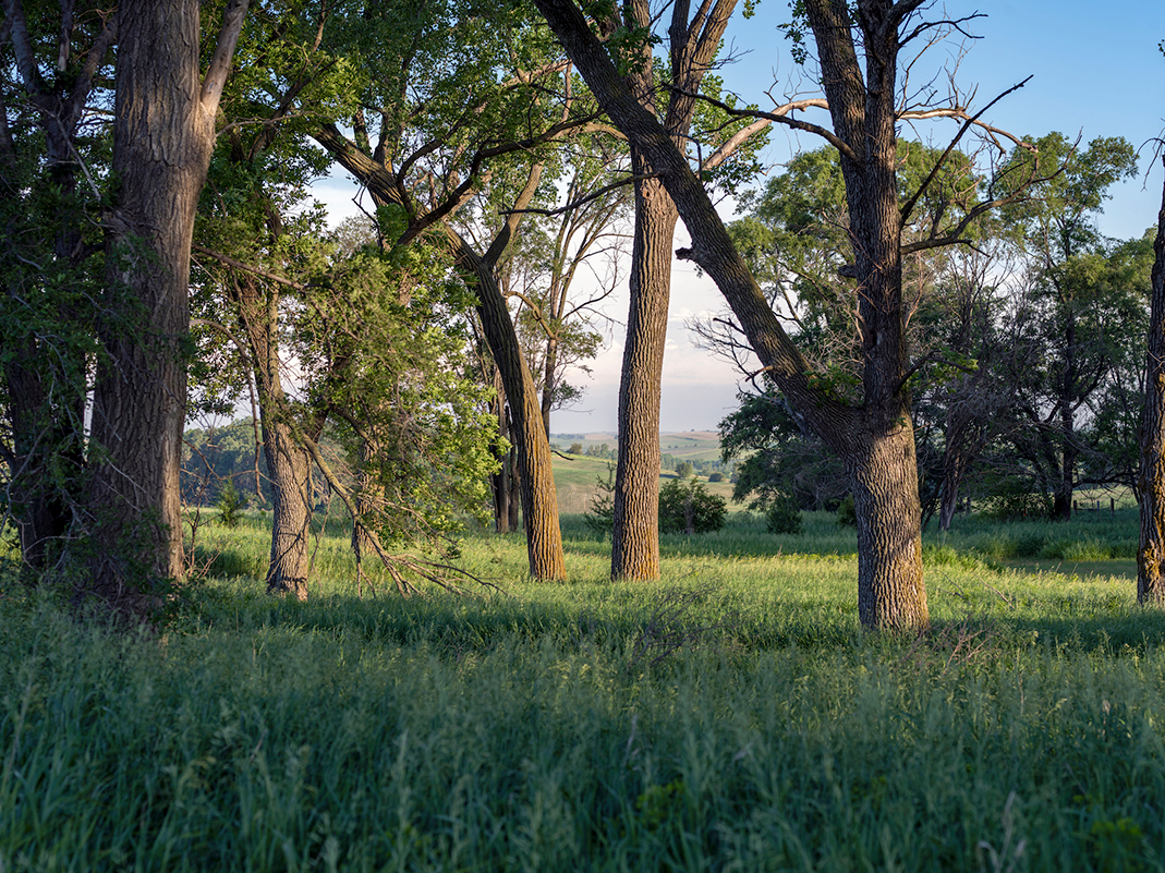 Golden hour arrives to pastures outside of Ponca, Nebraska where rolling hills that were once covered with prairie are now a patchwork quilt of farmland. This is America: Fields and Forests - Ponca, Nebraska (5), a limited edition focused on the landscapes of Nebraska, Illinois and West Virginia. Lands shaped by agriculture where glimpses of what once was there still remain at the periphery.