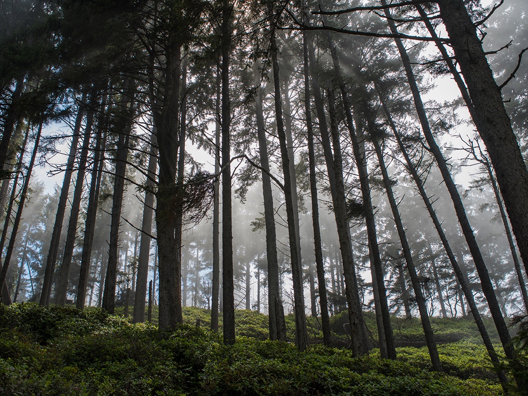 Sun streams through redwood forests as dawn arrives in Northern California. Early morning fog hangs in the trees in this limited edition photograph from the Lost Coast series.