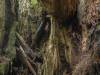 Redwood Forest, California XXXXV