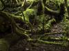 Redwood Forest, California (III)