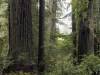 Redwood Forest, California XXXVI