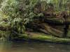 Redwood Forest, California (XXVIII)