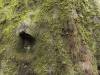 Redwood Forest, California LVIII