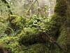 Redwood Forest, California (VI)
