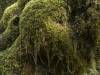 Redwood Forest, California LVII