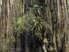 Redwood Forest, California XXXIX