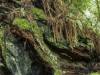 Redwood Forest, California (XXIII)