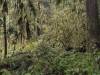 Redwood Forest, California XXXIV
