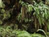 Redwood Forest, California (XXII)
