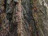 Redwood Forest, California XXXXIV