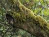Redwood Forest, California (XXI)