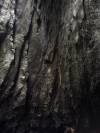 Redwood Forest, California LXIII