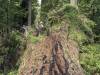 Redwood Forest, California XXXII