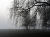 Willows in the Fog, The Shore XIII