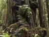 Redwood Forest, California XXXVII