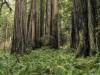 Redwood Forest, California XXXIII