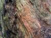 Redwood Forest, California XXXXVI