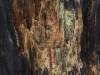 Redwood Forest, California XXXXVII