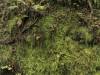 Redwood Forest, California (XXVI)