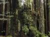 Redwood Forest, California XXXVIII