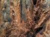 Redwood Forest, California XXXXIII