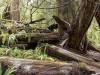 Redwood Forest, California XXXV