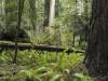 Redwood Forest, California (XXIV)