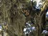 Redwood Forest, California (VIII)