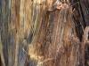 Redwood Forest, California XXXXVIII